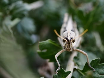 Close-up of insect on plant