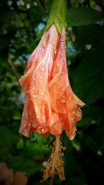 Close-up of wet flower