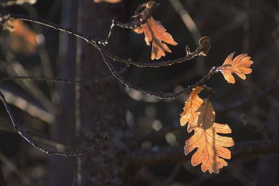 Close-up of maple leaves on tree during winter