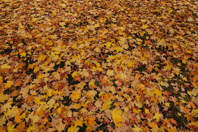 High angle view of maple leaves on plant during autumn