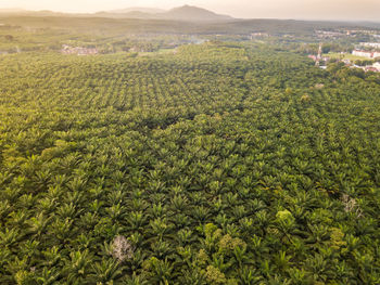 High angle view of plants growing on field