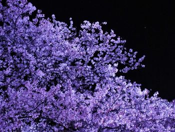 Low angle view of flowering tree against sky at night