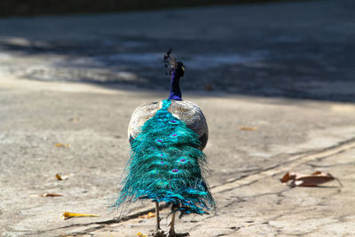 Peacock on beach