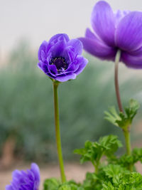 Close-up of purple flowering plant