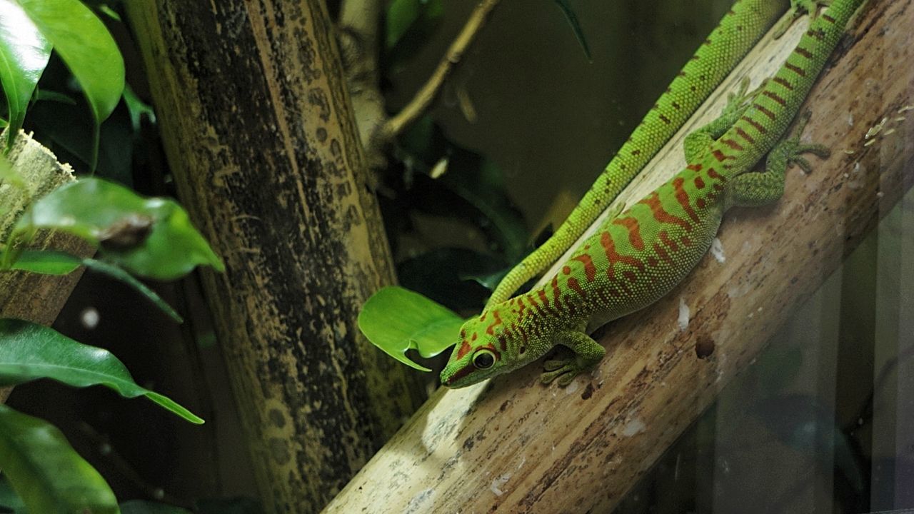 animals in the wild, animal themes, one animal, green color, animal wildlife, reptile, day, nature, no people, outdoors, close-up, tree, tree trunk, branch