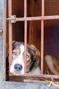 Close-up portrait of a dog peeking through metal fence