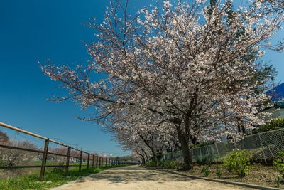 Cherry blossom tree against clear blue sky
