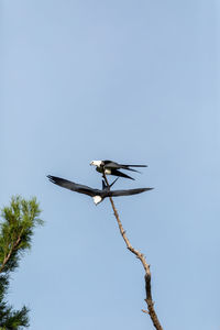 One of a pair of swallow-tailed kite elanoides forficatus flies off a dead tree in naples, florida