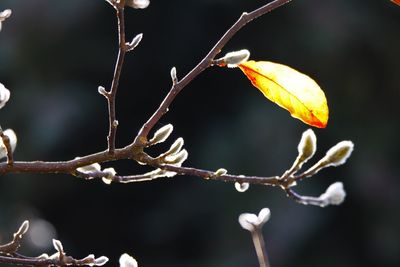 Close-up of raindrops on branch