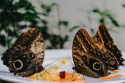 Close-up of butterfly on fruit