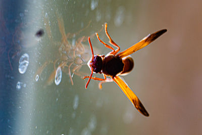 Close-up of insect on glass
