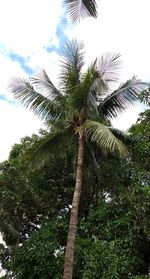 Low angle view of palm tree against sky