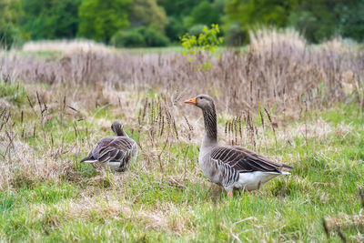 View of birds on grass