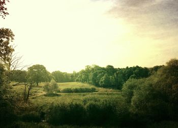 Scenic view of grassy field against sky