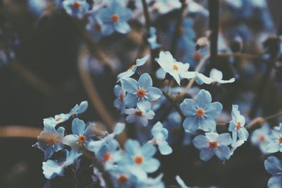 Close-up of white flowers