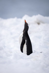 Gentoo penguin standing in snow looking up