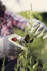 Cropped image of mature woman cutting plants with pruning shears at community garden