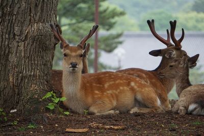 Deer in a park