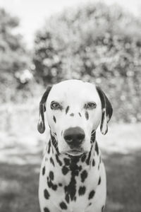 Close-up portrait of dog