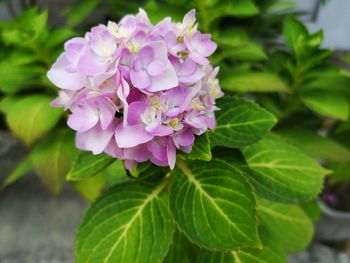 Close-up of pink flowering plant