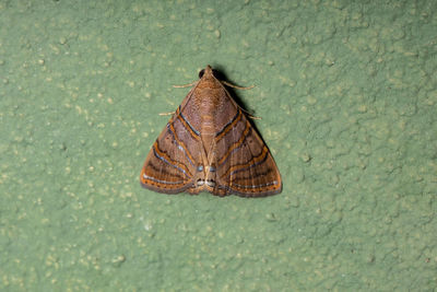 High angle view of shell on leaf