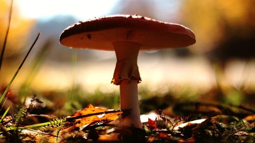 Close-up of mushroom on field