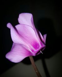 Close-up of pink rose