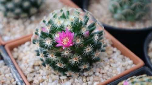 High angle view of cactus flower pot