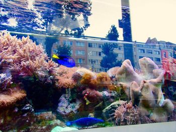 View of flowers and buildings seen through glass window