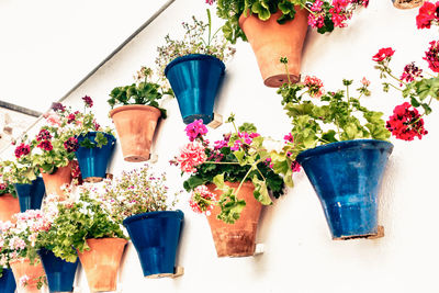 Potted plants against blue wall
