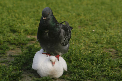 Close-up of bird perching on a field