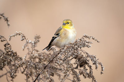 Close-up of bird perching on branch