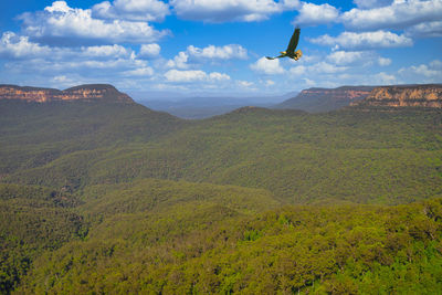 Virgin forest of eucalyptus trees in blue mountain national park