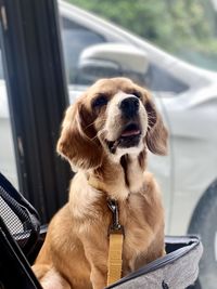 Dog sitting in car