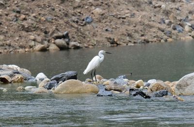 Seagulls perching on rock in lake