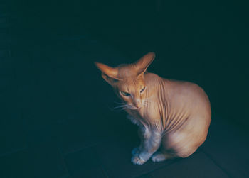 Close-up of sphynx cat