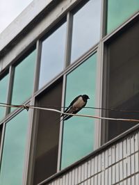 Low angle view of bird perching on railing