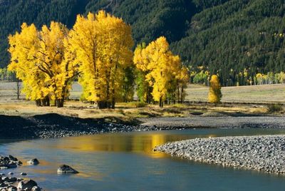 Autumn trees in water