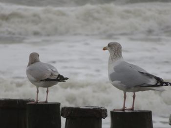 Close-up of seagull perching on wooden post by sea