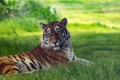 Close-up of a cat on field