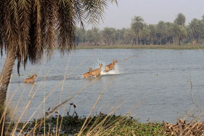 Scenic view of lake