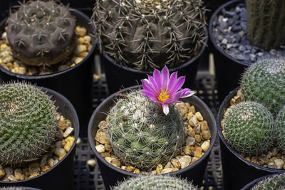 High angle view of succulent plants in market