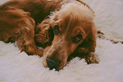 Close-up portrait of a dog lying down
