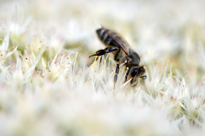 Macro shot of bee pollinating on white blossom