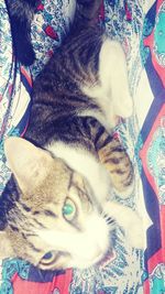 Close-up portrait of cat relaxing on bed