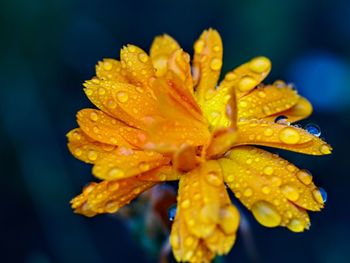 Close-up of wet yellow flower