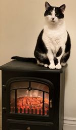 Cat sitting on a wall