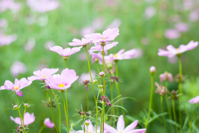 Close-up of pink flowering plant on field