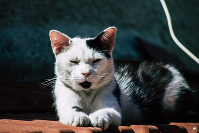 Close-up portrait of a cat