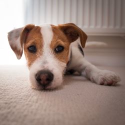 Close-up portrait of puppy at home